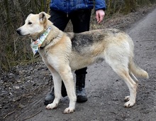 DZORDZO, Hund, Mischlingshund in Slowakische Republik - Bild 9