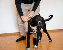 AVICI, Hund, Mischlingshund in München