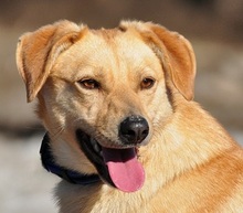 FRIDA, Hund, Mischlingshund in Slowakische Republik