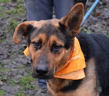 FIBIN31, Hund, Mischlingshund in Slowakische Republik