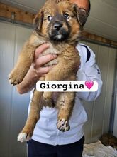 GIORGINA, Hund, Mischlingshund in Italien