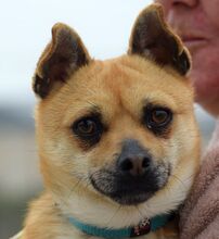 WILLY, Hund, Chihuahua-Mix in Spanien