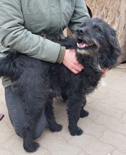 CSONGI, Hund, Schnauzer-Mix in Ungarn - Bild 6