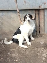 JACK, Hund, Mischlingshund in Rumänien