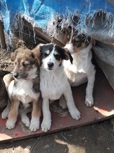 JACK, Hund, Mischlingshund in Rumänien - Bild 17