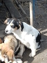 JACK, Hund, Mischlingshund in Rumänien - Bild 19