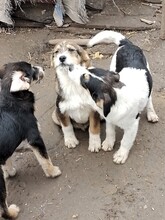 JACK, Hund, Mischlingshund in Rumänien - Bild 20