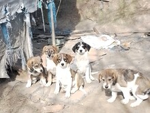 JACK, Hund, Mischlingshund in Rumänien - Bild 30