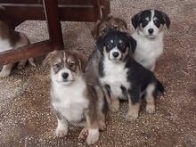JACK, Hund, Mischlingshund in Rumänien - Bild 31
