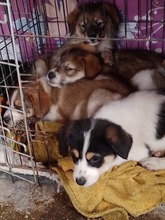 JACK, Hund, Mischlingshund in Rumänien - Bild 32