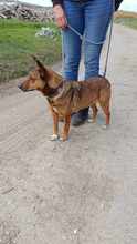 JANOS, Hund, Mischlingshund in Ungarn - Bild 3