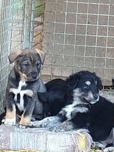 SZISZI, Hund, Mischlingshund in Ungarn