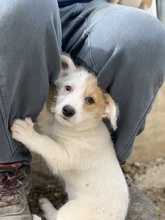 NUIT, Hund, Mischlingshund in Rumänien