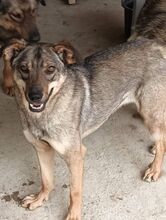 POESIE, Hund, Mischlingshund in Dassendorf