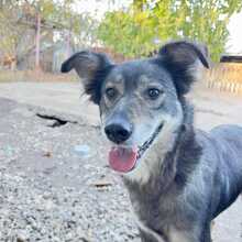 APPOLINE, Hund, Mischlingshund in Rumänien - Bild 1