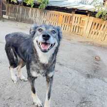 APPOLINE, Hund, Mischlingshund in Rumänien - Bild 4