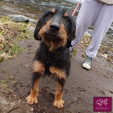 TITA, Hund, Terrier in Rumänien
