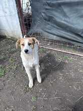 TOSHA, Hund, Mischling in Rumänien