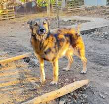 GUCCIE, Hund, Mischlingshund in Rumänien - Bild 6