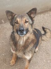 GUCCIE, Hund, Mischlingshund in Dietzenbach