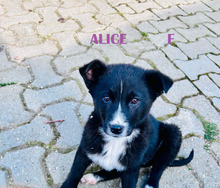 ALICEEVIPAMIEMAR, Hund, Deutscher Schäferhund in Rumänien