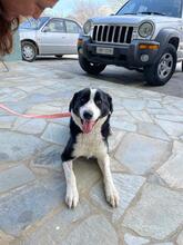 BELLA, Hund, Border Collie in Griechenland