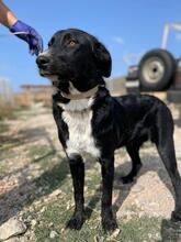 BUDDY, Hund, Mischlingshund in Griechenland