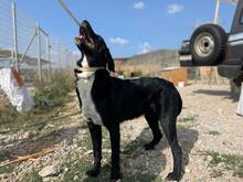 BUDDY, Hund, Mischlingshund in Griechenland - Bild 4