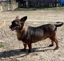 FELINE, Hund, Mischlingshund in Rumänien