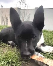 HENRY2, Hund, Mischlingshund in Slowakische Republik