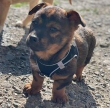 FABIO, Hund, Mischlingshund in Rumänien