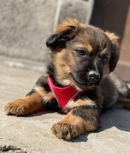 FRIDO, Hund, Mischlingshund in Rumänien