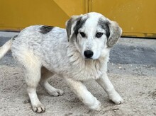 YUMA, Hund, Mischlingshund in Griechenland