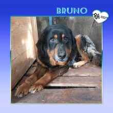 BRUNO, Hund, Mischlingshund in Bulgarien