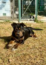 LEONIDA, Hund, Mischlingshund in Italien