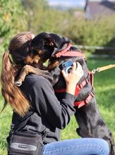 LEONIDA, Hund, Mischlingshund in Lübbenau - Bild 2