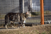 MARI, Katze, Hauskatze in Rumänien - Bild 12