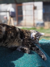 MARI, Katze, Hauskatze in Rumänien - Bild 2