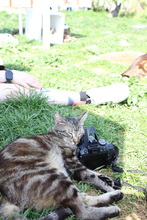 MARI, Katze, Hauskatze in Rumänien - Bild 3