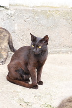 LUTEA, Katze, Hauskatze in Rumänien - Bild 8