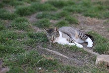 CALLA, Katze, Hauskatze in Rumänien - Bild 12