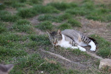 CALLA, Katze, Hauskatze in Rumänien - Bild 15