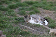 CALLA, Katze, Hauskatze in Rumänien - Bild 16