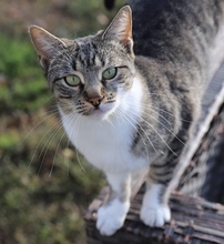 CALLA, Katze, Hauskatze in Rumänien - Bild 2