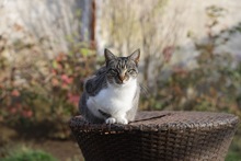 CALLA, Katze, Hauskatze in Rumänien - Bild 8