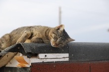 AVERY, Katze, Hauskatze in Rumänien - Bild 10