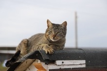 AVERY, Katze, Hauskatze in Rumänien - Bild 14