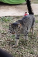 AVERY, Katze, Hauskatze in Rumänien - Bild 3