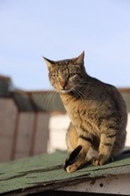 AVERY, Katze, Hauskatze in Rumänien - Bild 4