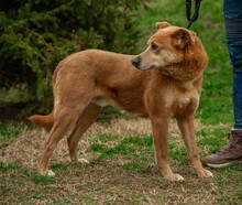 JETHRO, Hund, Mischlingshund in Ungarn - Bild 10